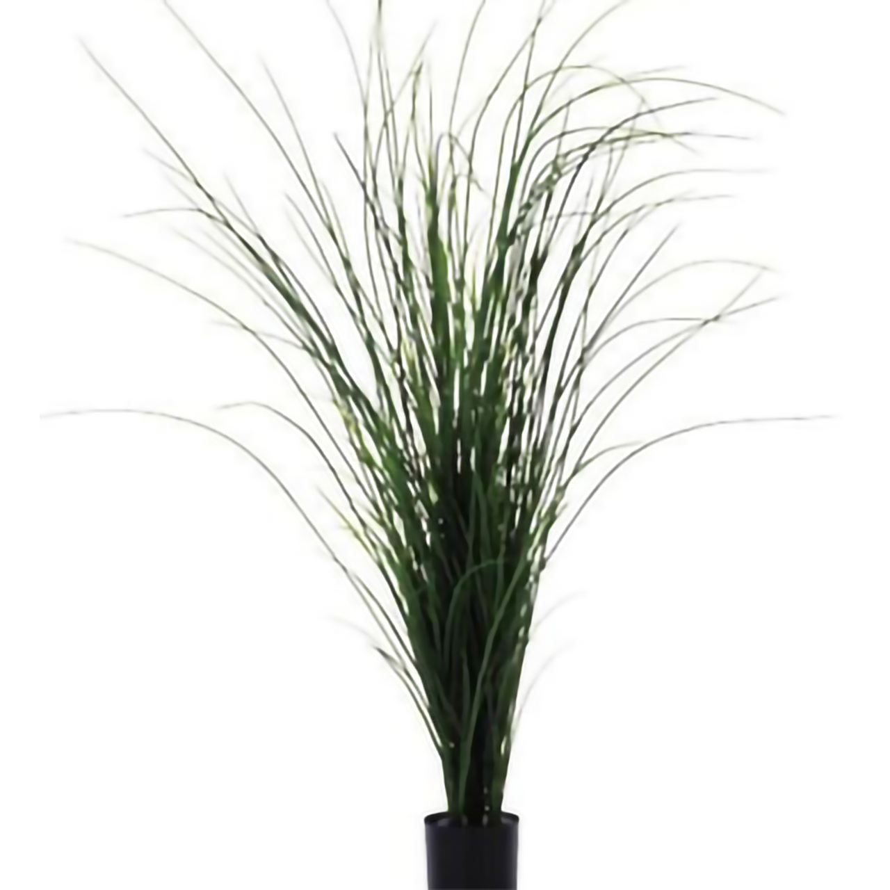 リフェイクグリーン オニオングラス   H1500㎜