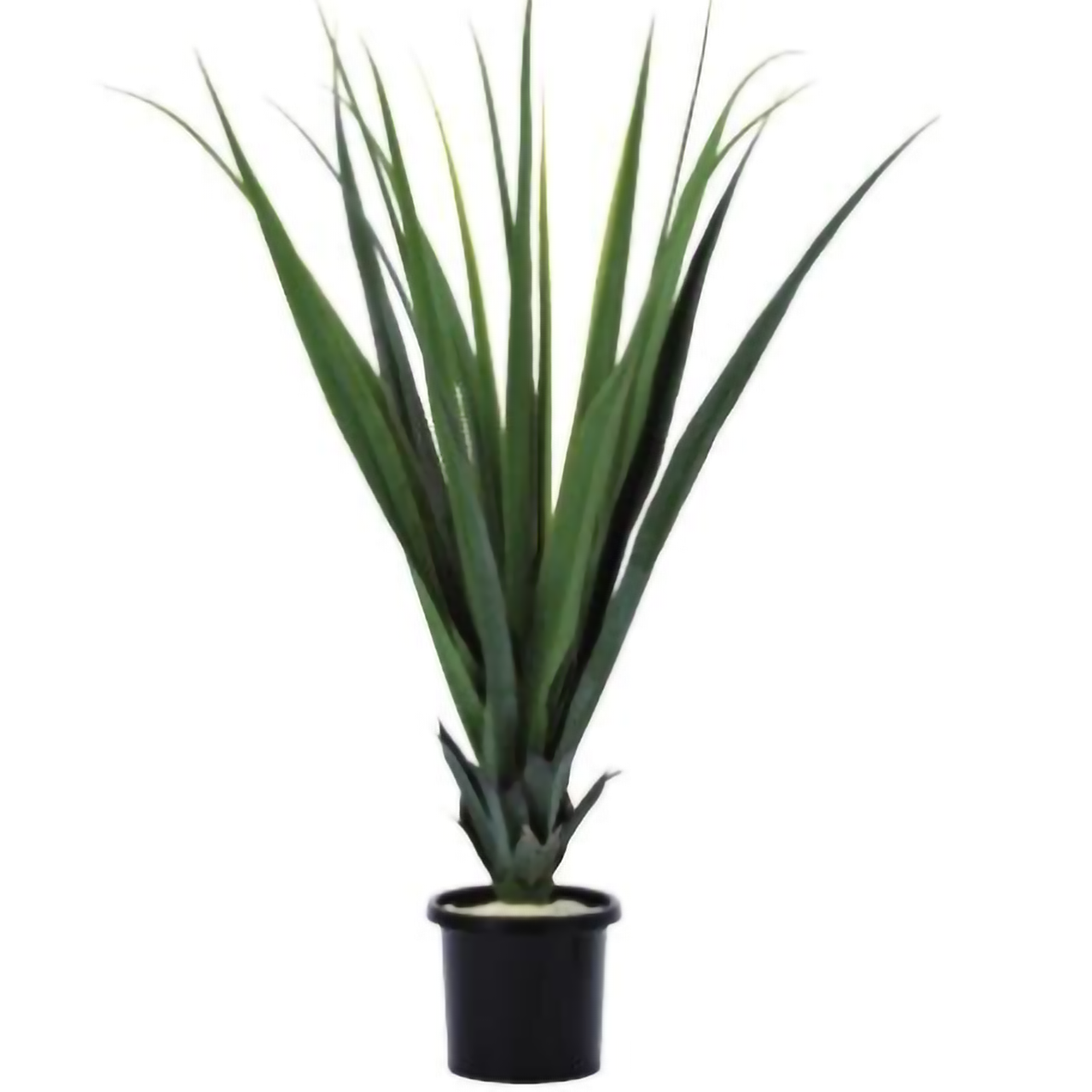 リフェイクグリーン パンダナス   H1100㎜