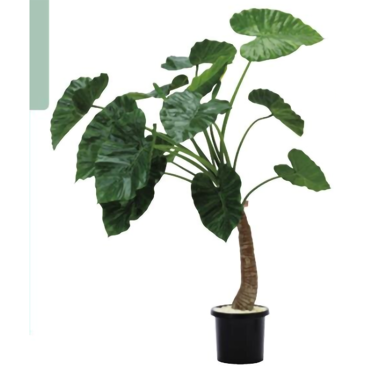 リフェイクグリーン アロカシア  H1300㎜