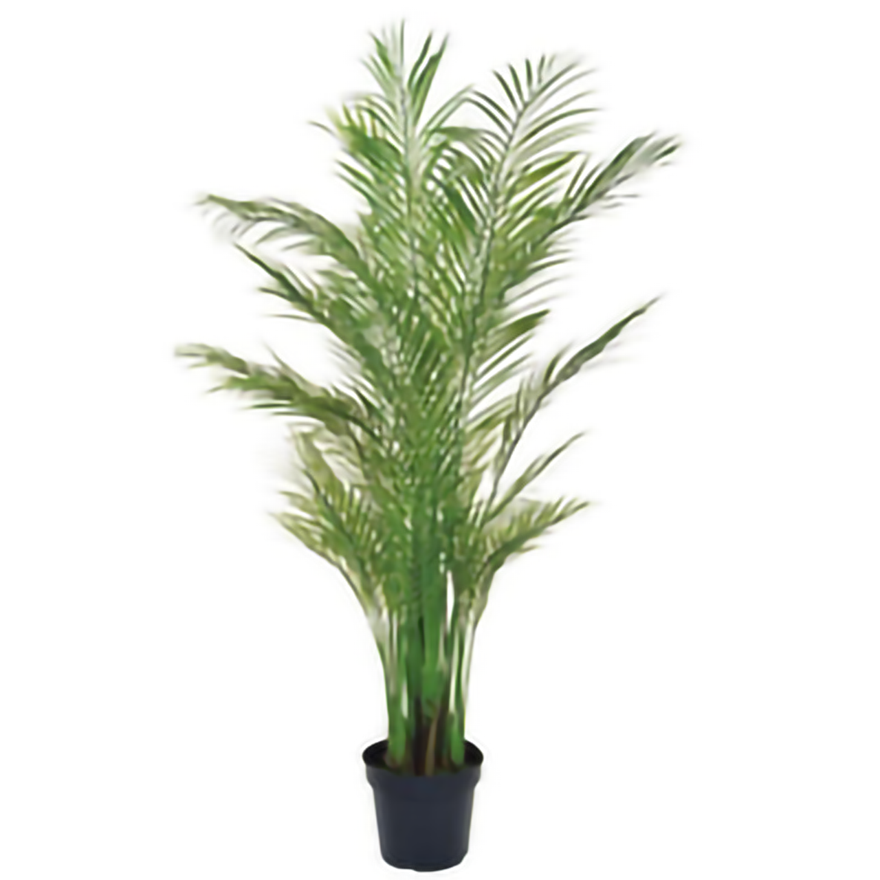 リフェイクグリーン アレカヤシ(大)FUV    H1800
