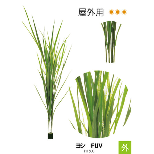 リフェイクグリーン ヨシ FUV H1500㎜