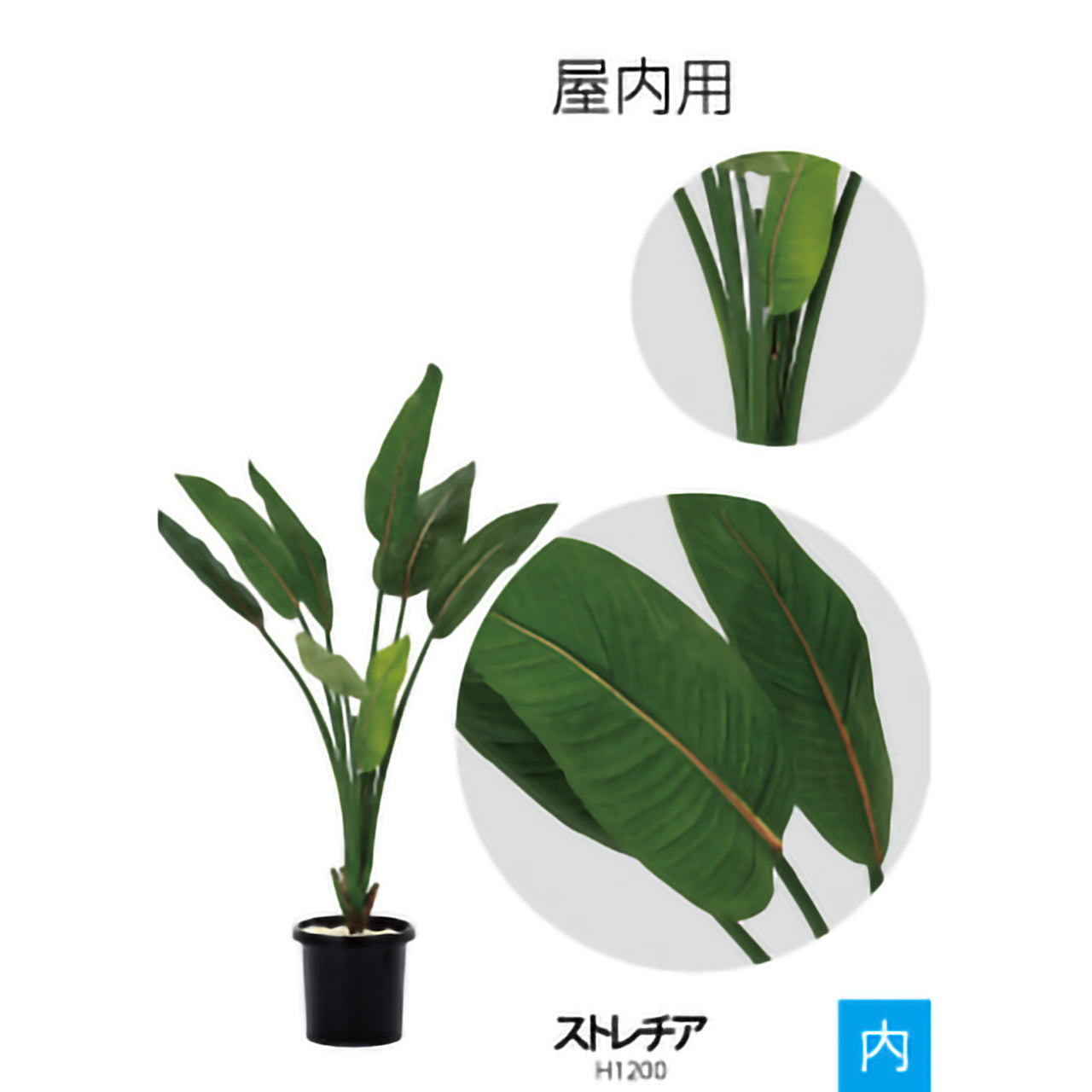 リフェイクグリーン ストレチア  H1200㎜