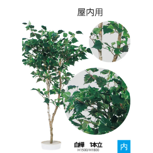 リフェイクグリーン 白樺(1本立) H1500mm/H1800mm