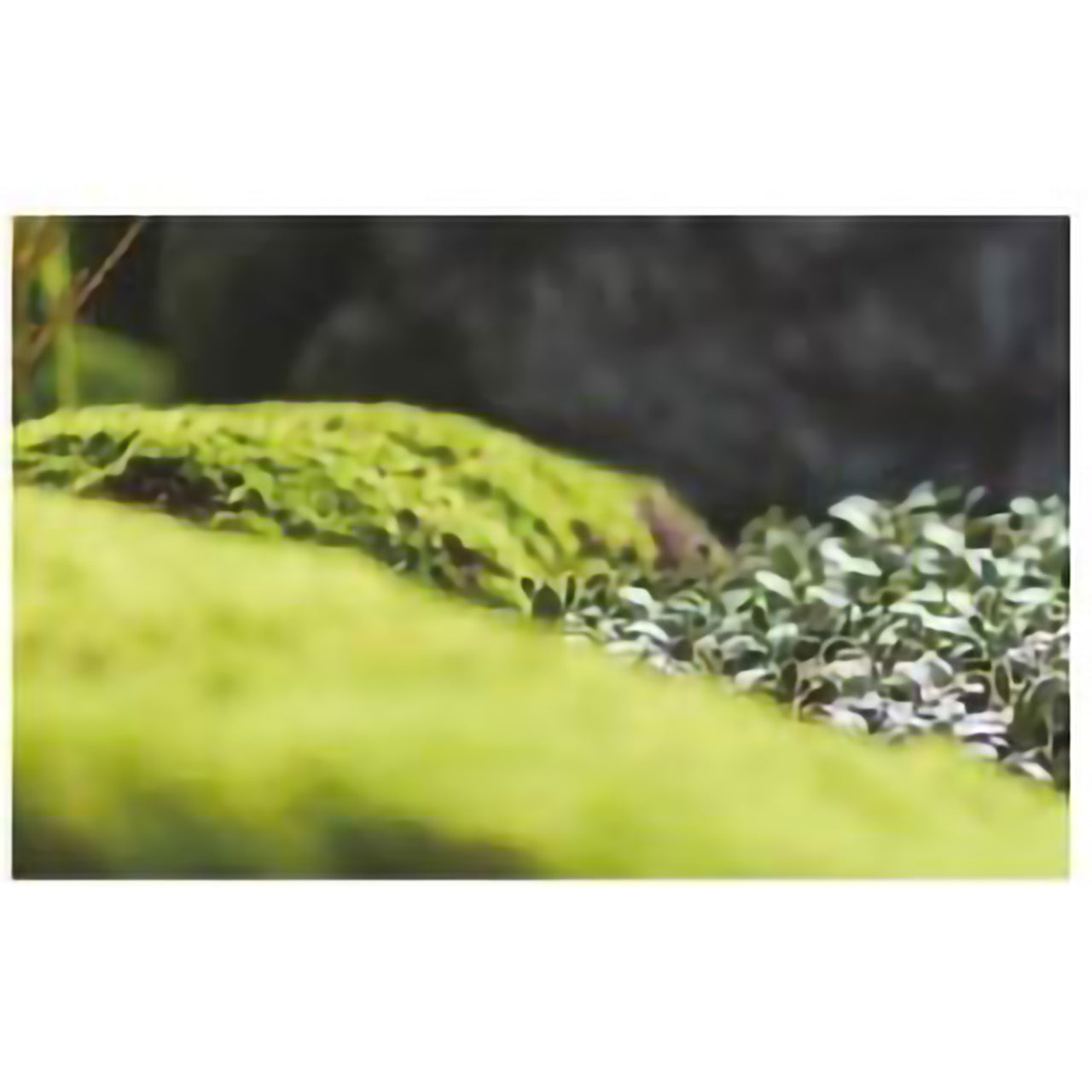 リフェイクグリーン モスシート W900㎜×D1800㎜