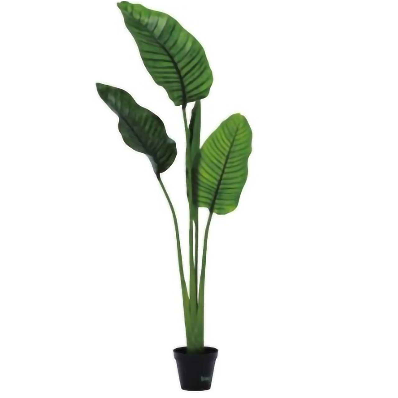 リフェイクグリーン　トラベラーズパーム　  H1500㎜