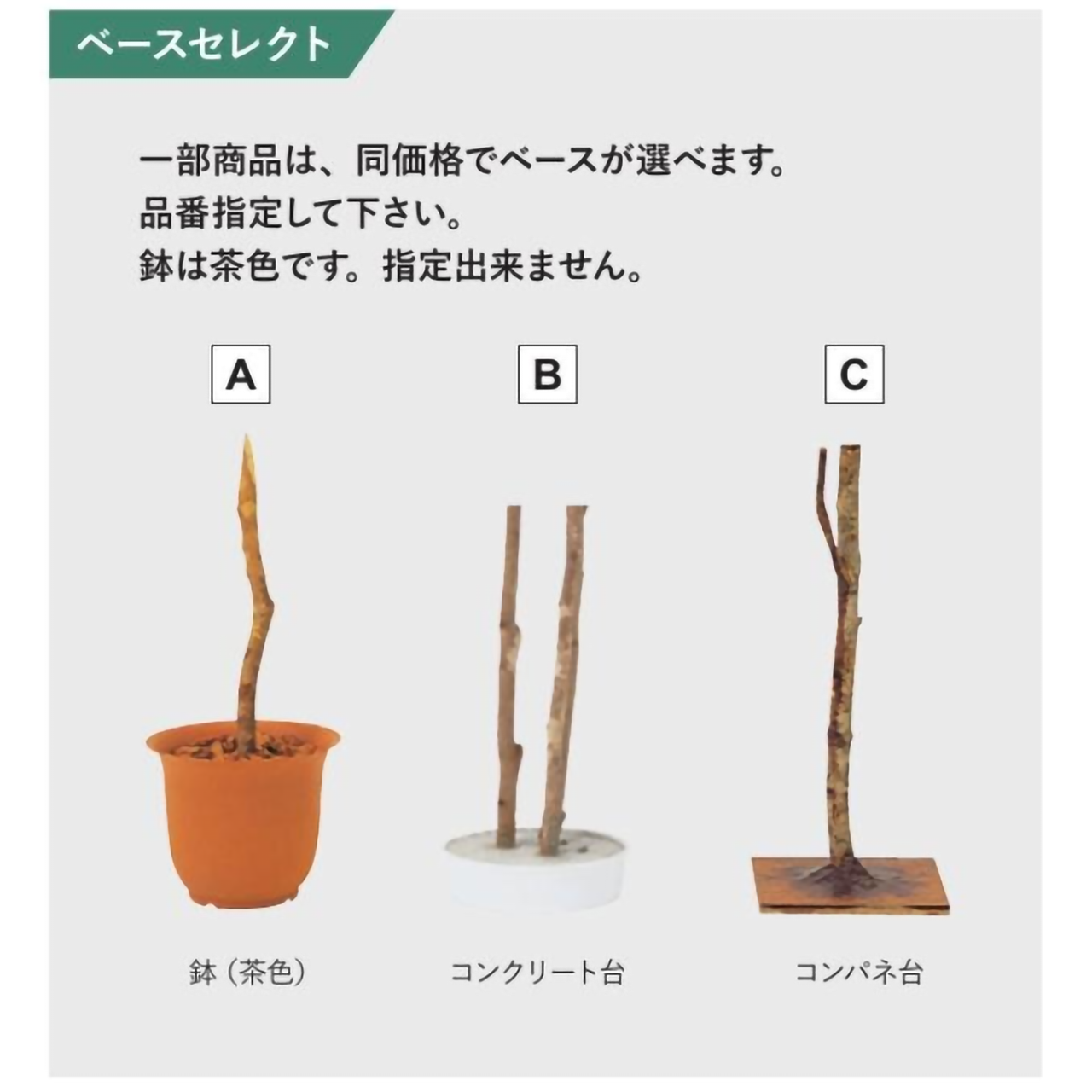 リフェイクグリーン　幸福の木（３本立）　H1800mm