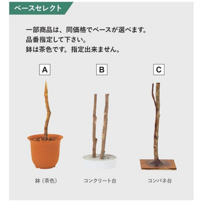 リフェイクグリーン　幸福の木（３本立）　H1800mm