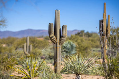 Saguaro Cactusーサワロカクタスー