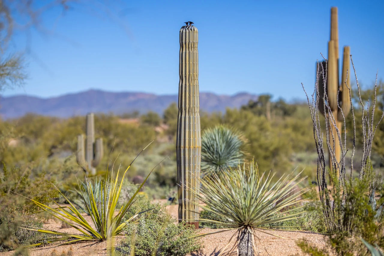 Saguaro Cactusーサワロカクタスー