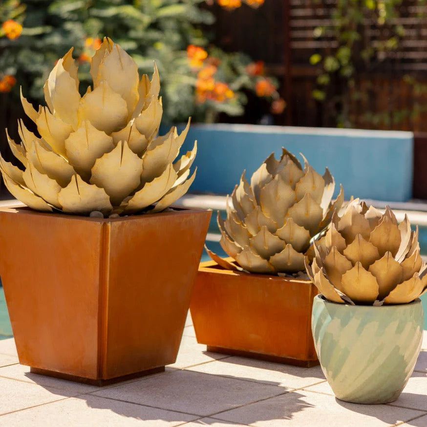 Artichoke Agave-アーティチョークアガベ-
