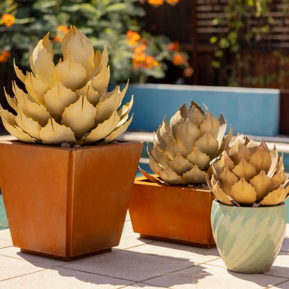 Artichoke Agave-アーティチョークアガベ-