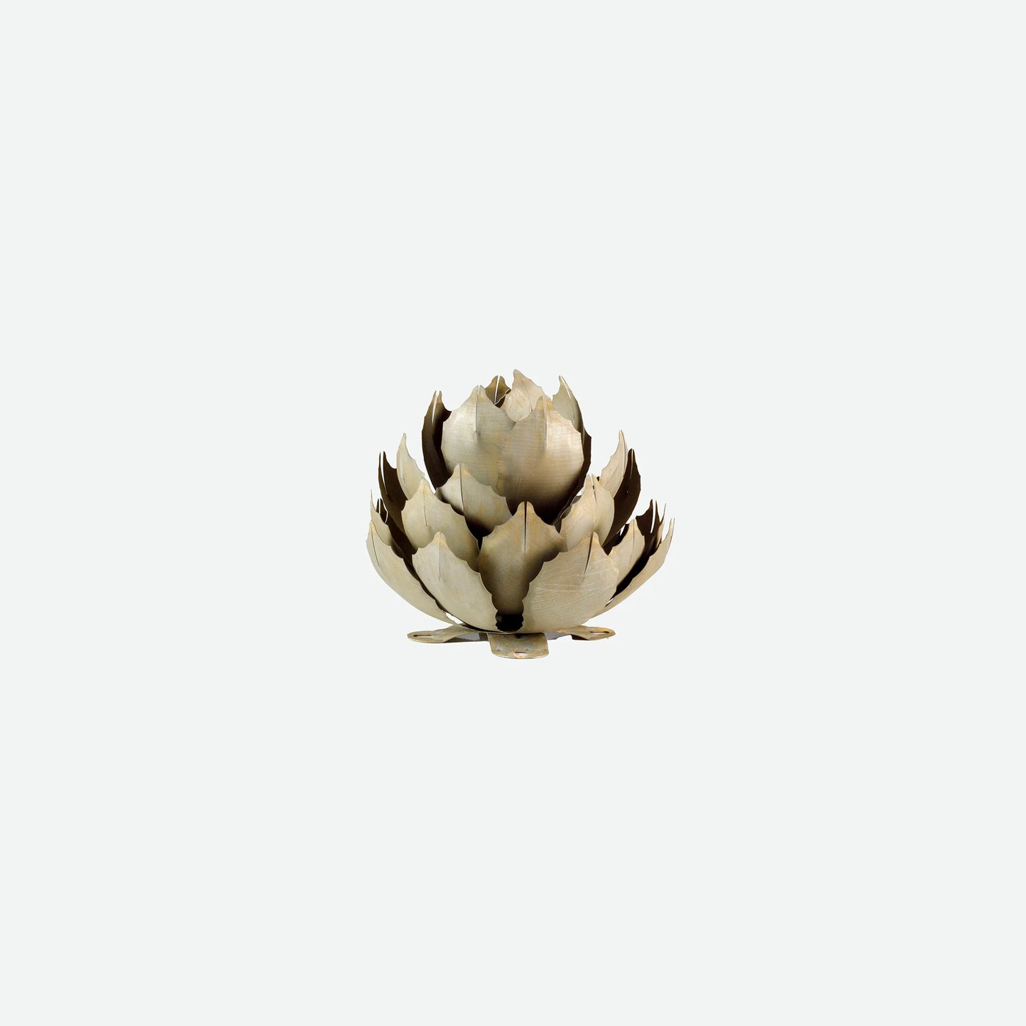 Artichoke Agave-アーティチョークアガベ-