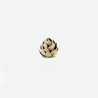 Artichoke Agave-アーティチョークアガベ-