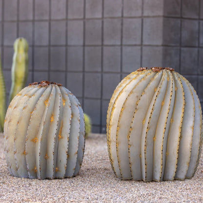 Fishhook Barrel Cactusーフィッシュフック・バレル・カクタスー