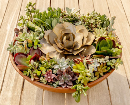 Blue Rose Succulentーブルーローズサキュレントー