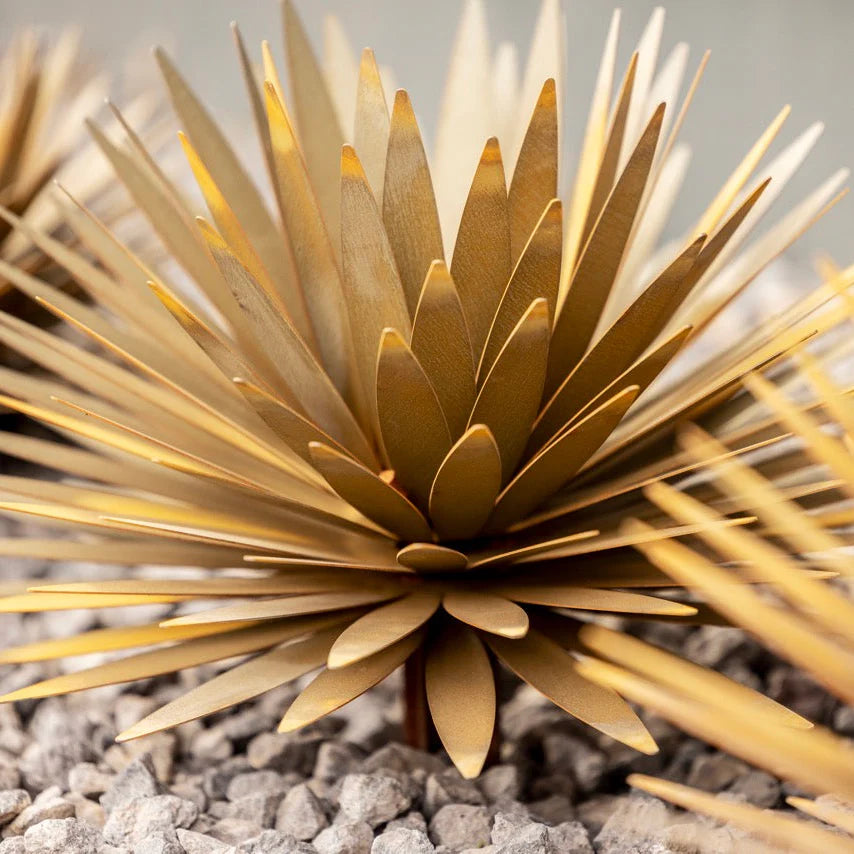 Yucca　Succulentーユッカ・サキュレントー