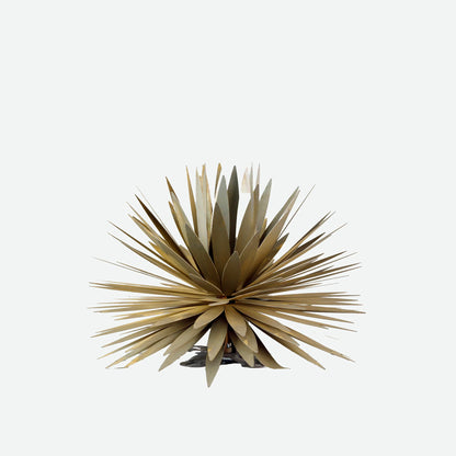 Yucca　Succulentーユッカ・サキュレントー