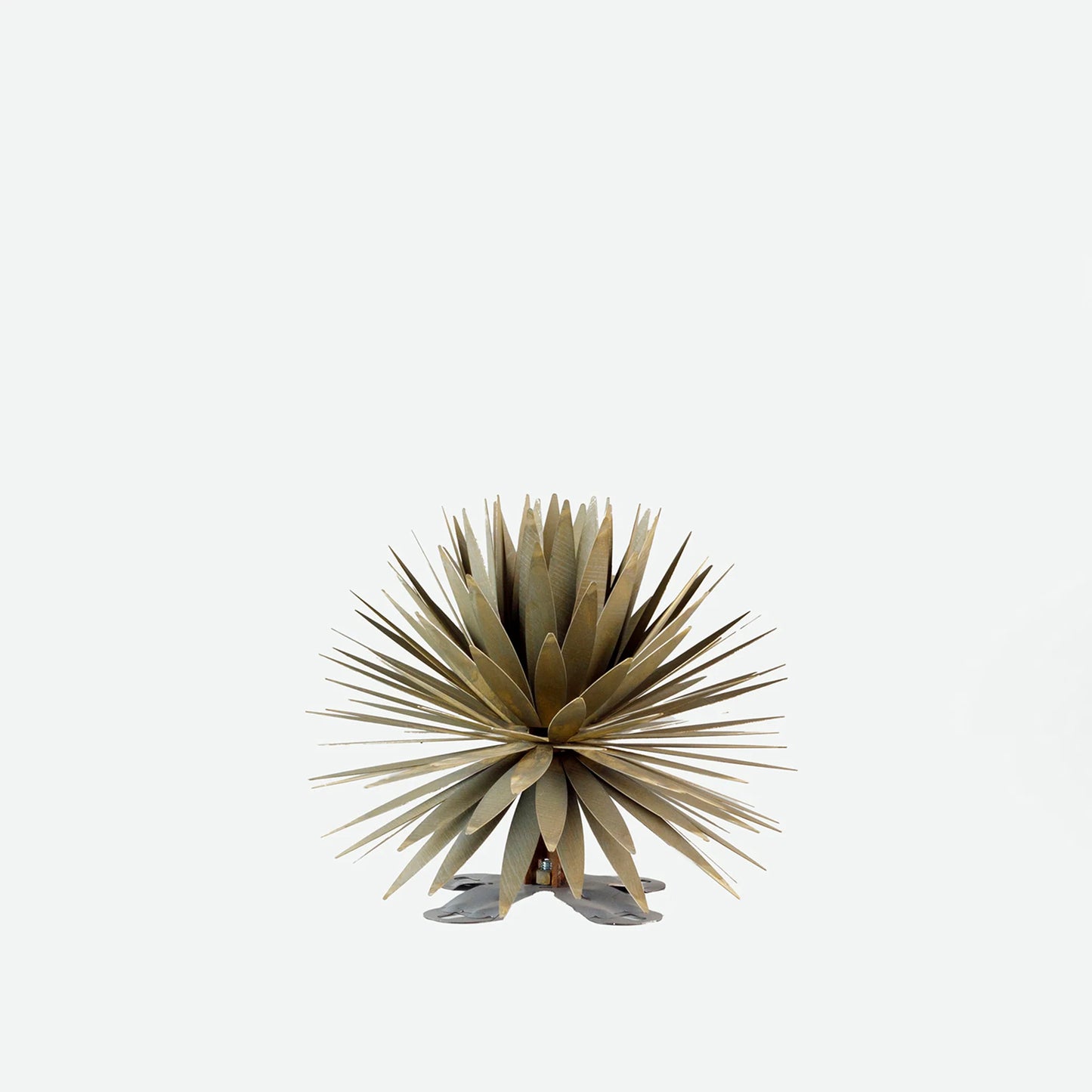 Yucca　Succulentーユッカ・サキュレントー