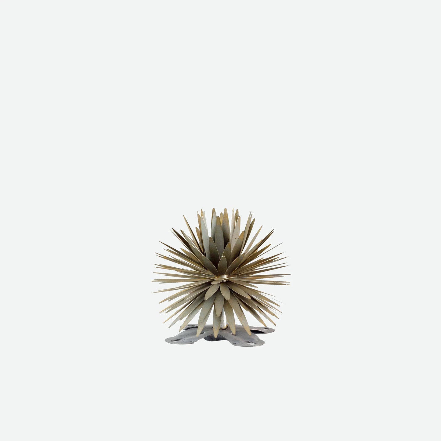 Yucca　Succulentーユッカ・サキュレントー