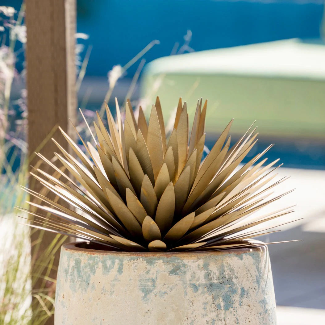Yucca　Succulentーユッカ・サキュレントー
