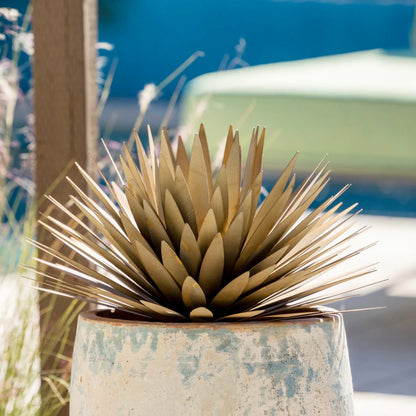 Yucca　Succulentーユッカ・サキュレントー