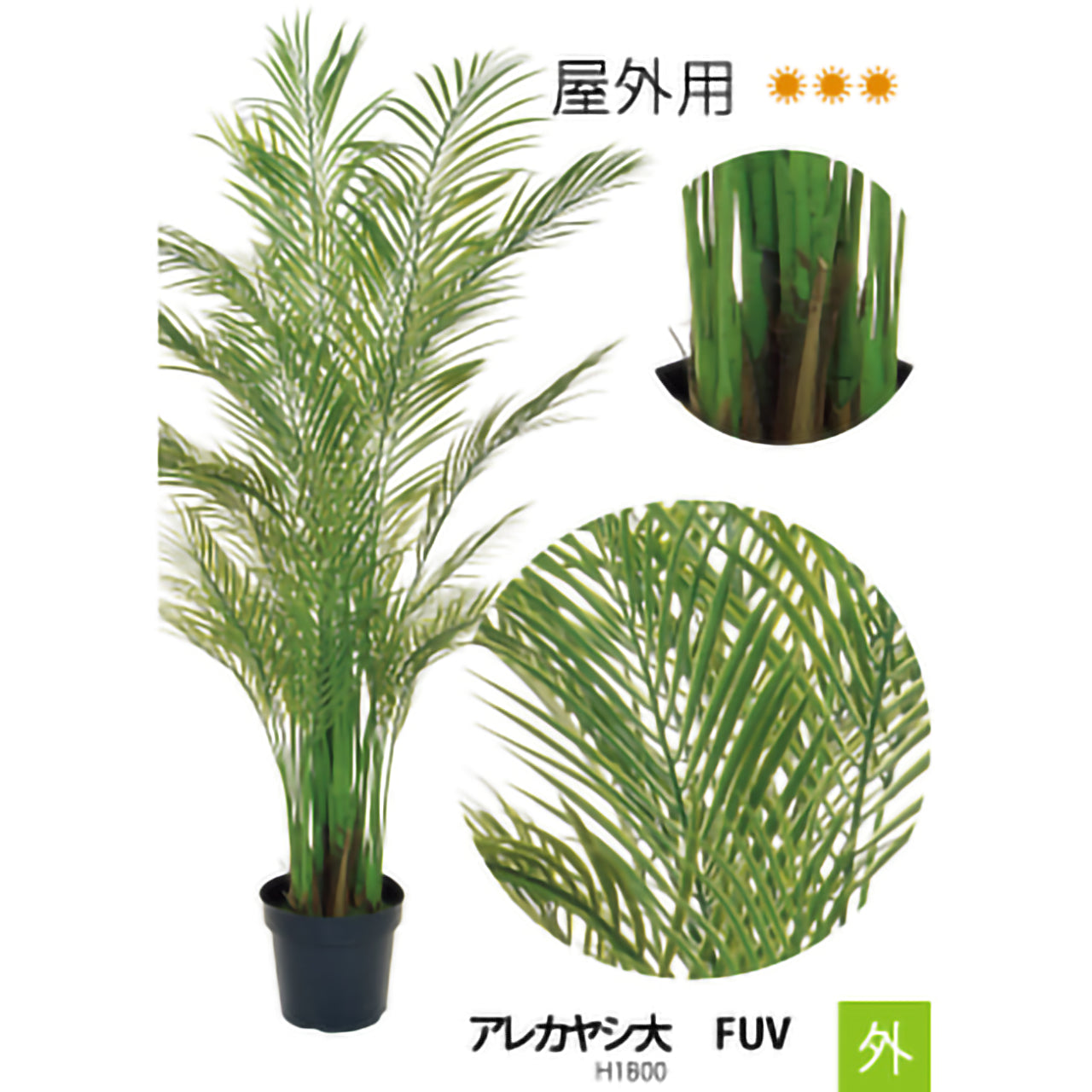 リフェイクグリーン　アレカヤシ（大）FUV    H1800