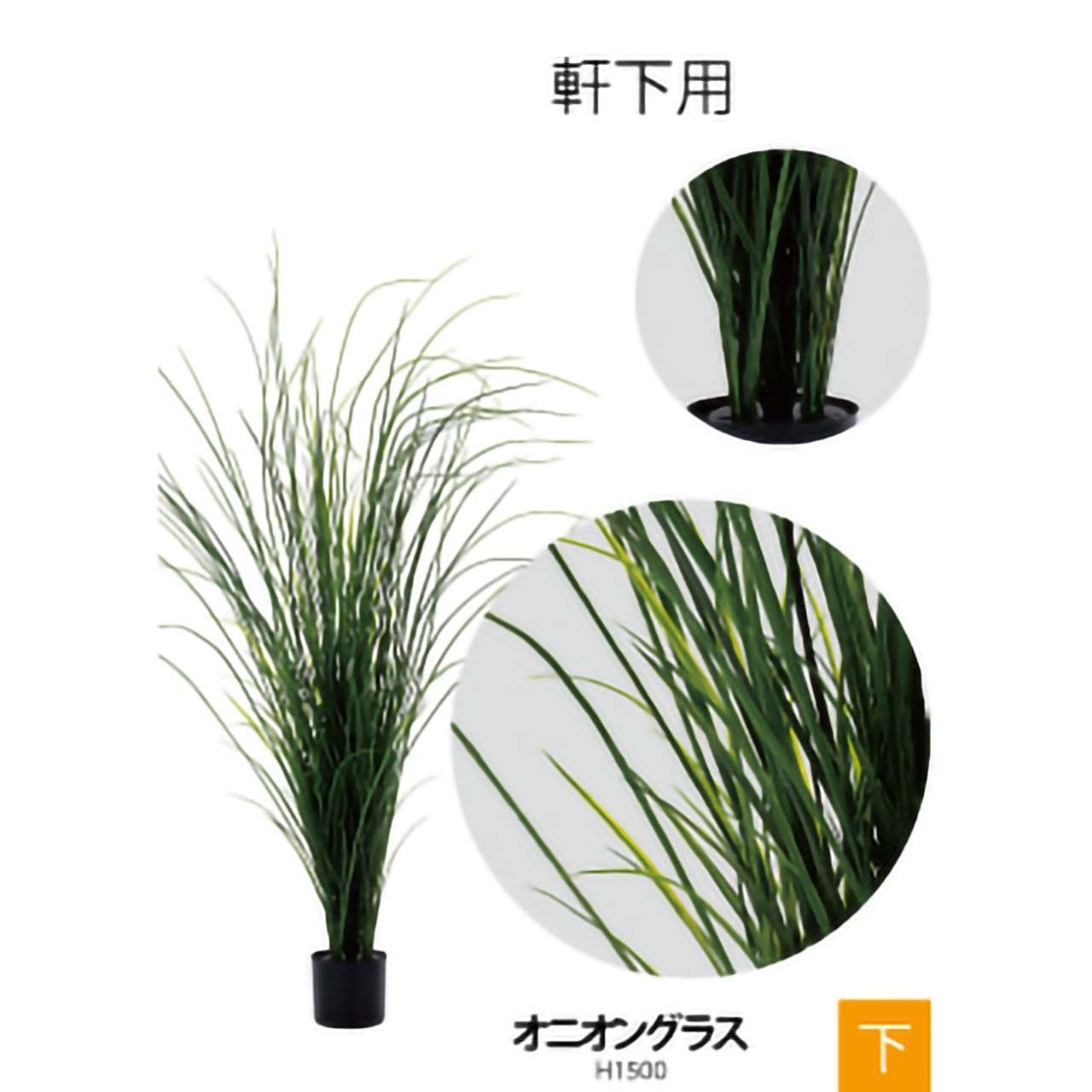リフェイクグリーン　オニオングラス　  H1500㎜