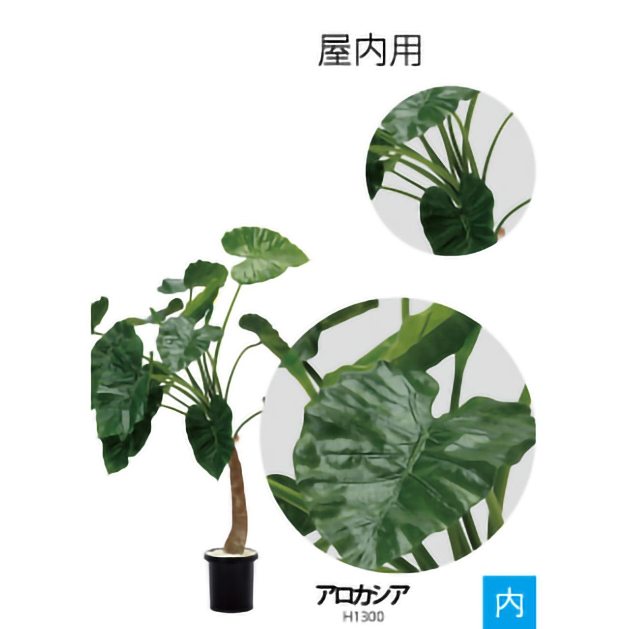 リフェイクグリーン　アロカシア　 H1300㎜