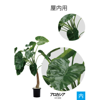リフェイクグリーン　アロカシア　 H1300㎜