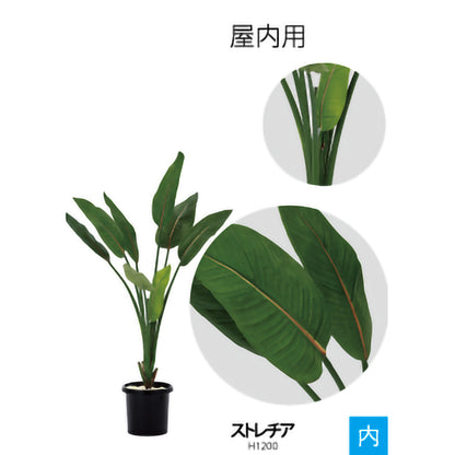 リフェイクグリーン　ストレチア　 H1200㎜