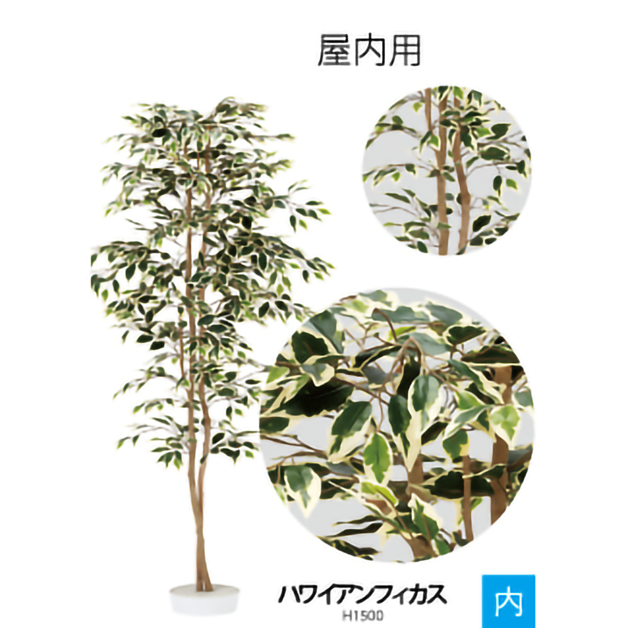 リフェイクグリーン　ハワイアンフィカス　H1500