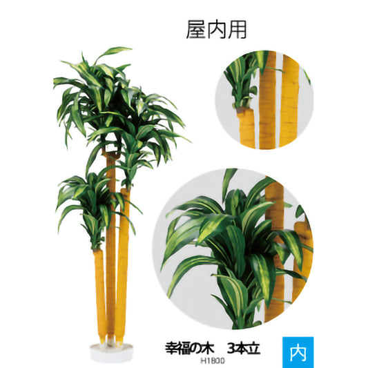 リフェイクグリーン　幸福の木（３本立）　H1800mm