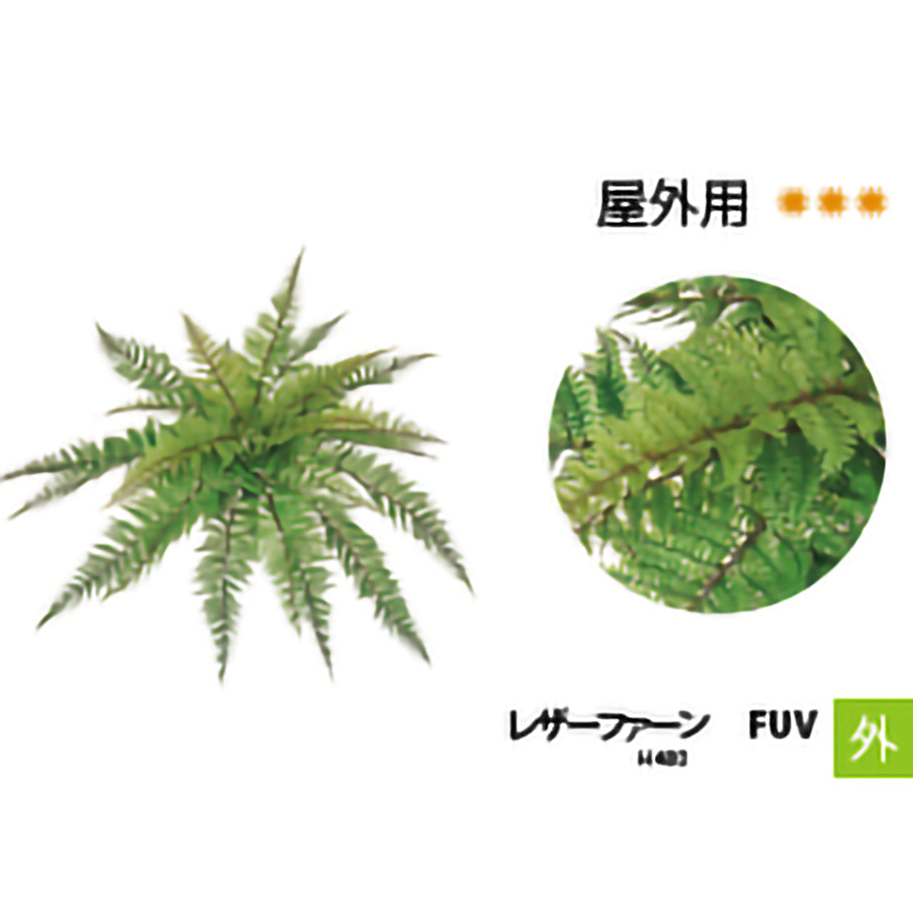 リフェイクグリーン　レザーファーン　FUV  H480