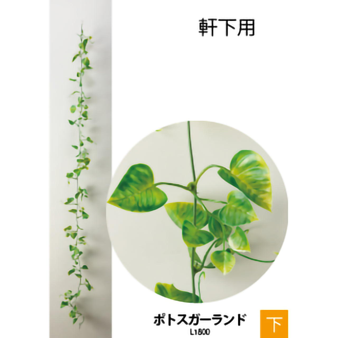 リフェイクグリーン　ポトスガーランド　 L1800