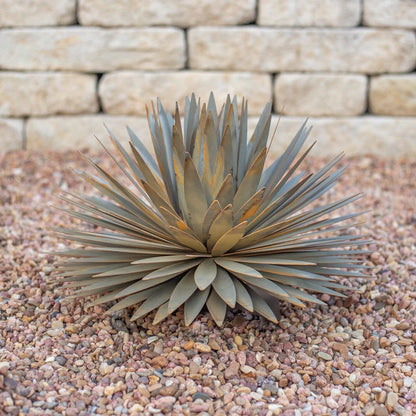 Yucca　Succulentーユッカ・サキュレントー