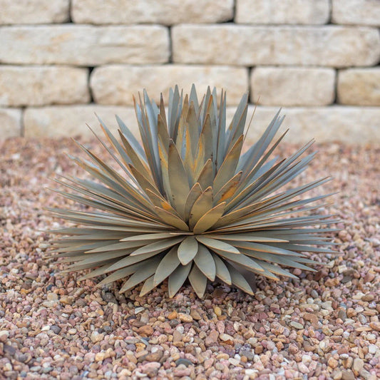 Yucca　Succulentーユッカ・サキュレントー