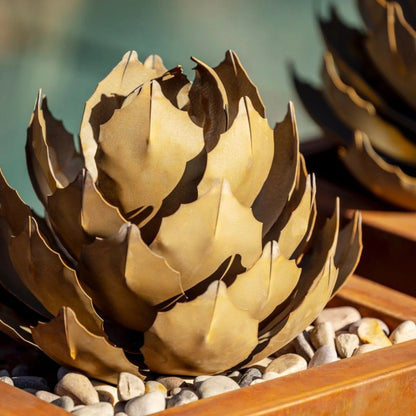 Artichoke Agave-アーティチョークアガベ-