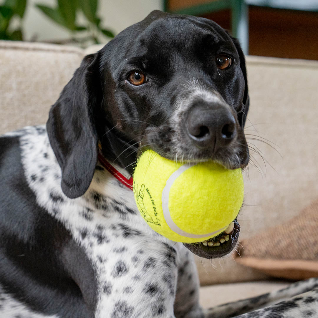 TENNIS BALL 