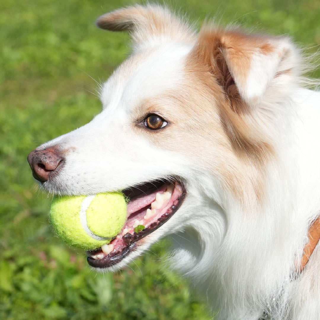 TENNIS BALL 