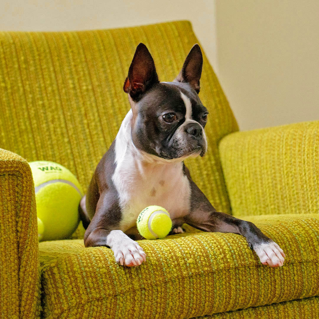 TENNIS BALL 